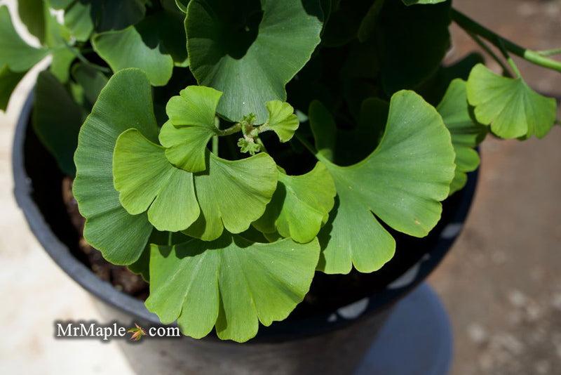 Ginkgo Biloba 'troll' Single Stem - View 12 from www redcrocus com