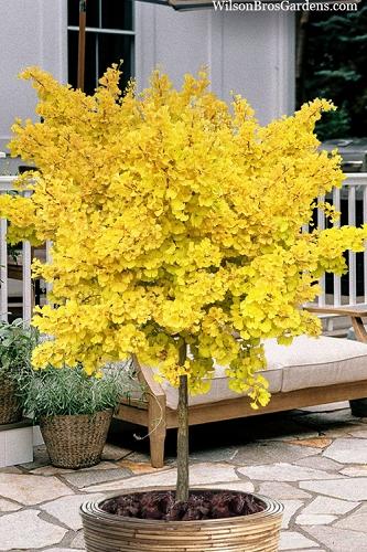Ginkgo Biloba 'troll' Single Stem - View 13 from www redcrocus com