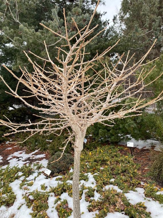 Ginkgo Biloba 'troll' Single Stem - View 15 from www redcrocus com