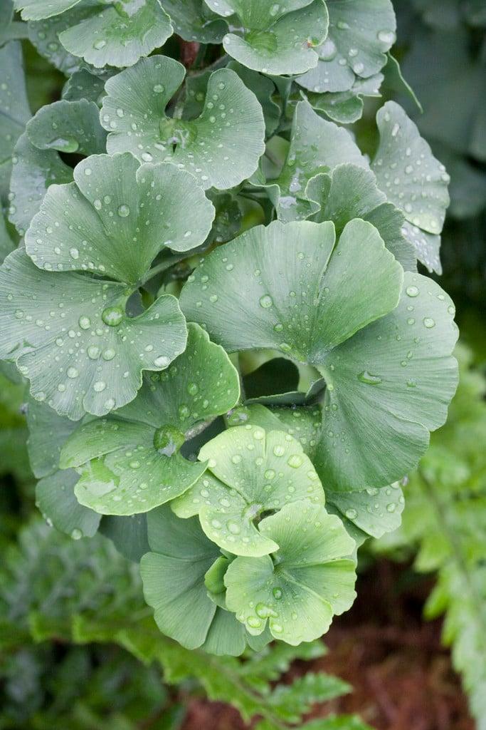 Ginkgo Biloba 'troll' Single Stem - View 16 from www redcrocus com