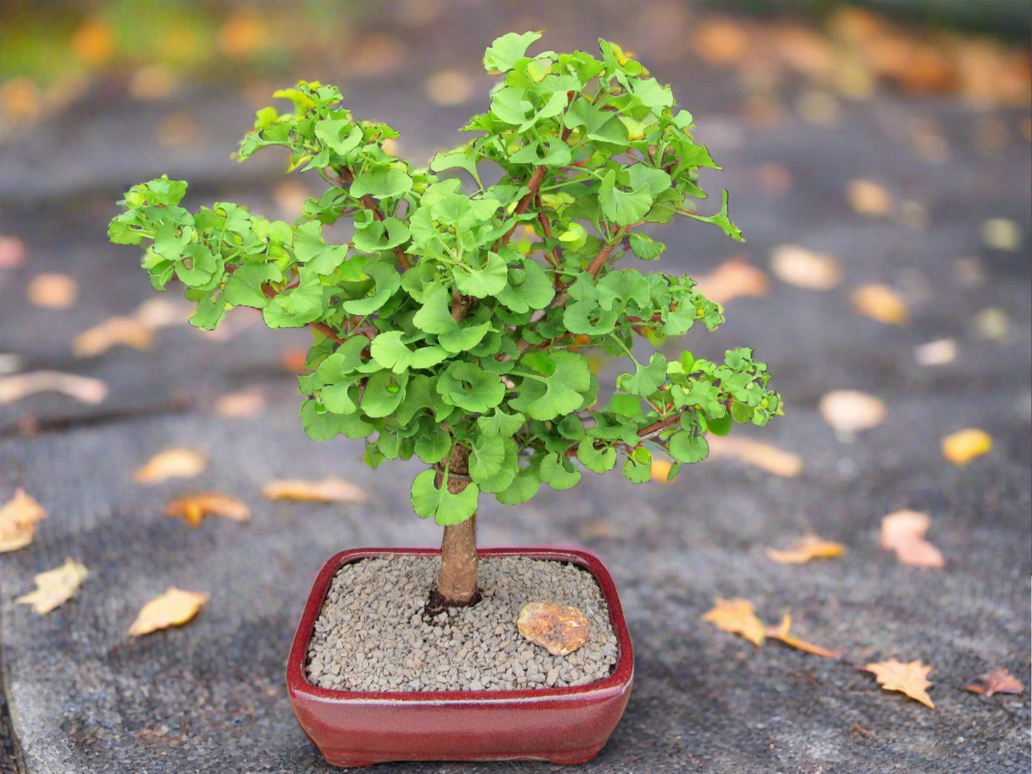Ginkgo Biloba 'troll' Single Stem - View 17 from www redcrocus com