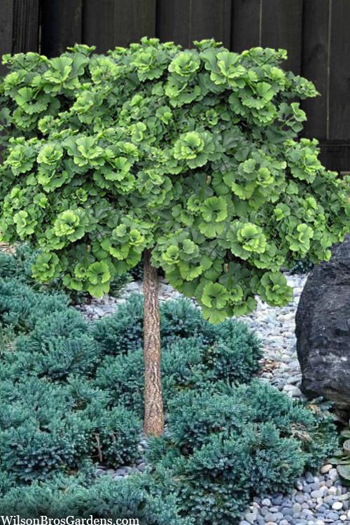 Ginkgo Biloba 'troll' Single Stem - View 1 from www redcrocus com
