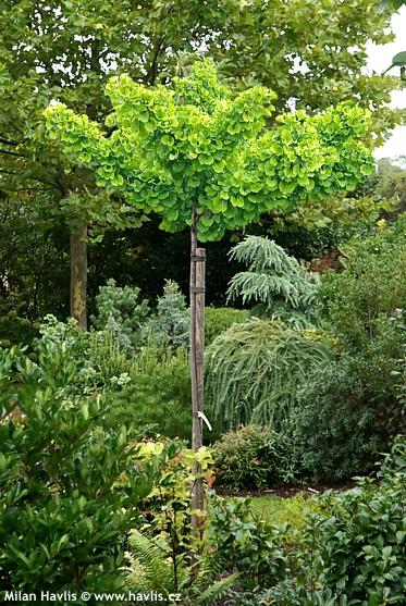 Ginkgo Biloba 'troll' Single Stem - View 20 from www redcrocus com