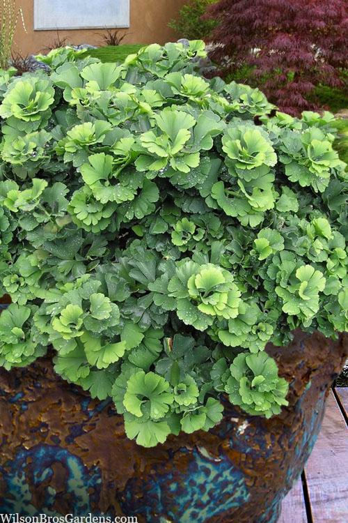 Ginkgo Biloba 'troll' Single Stem - View 21 from www redcrocus com