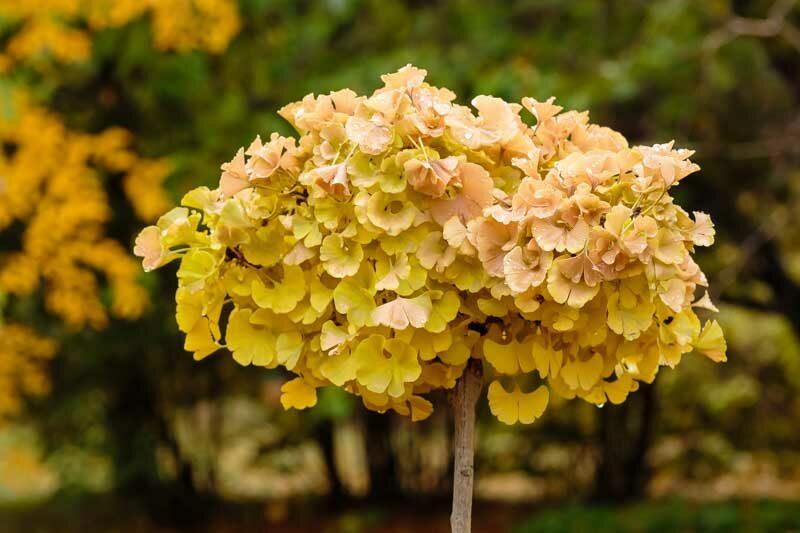 Ginkgo Biloba 'troll' Single Stem - View 4 from www redcrocus com