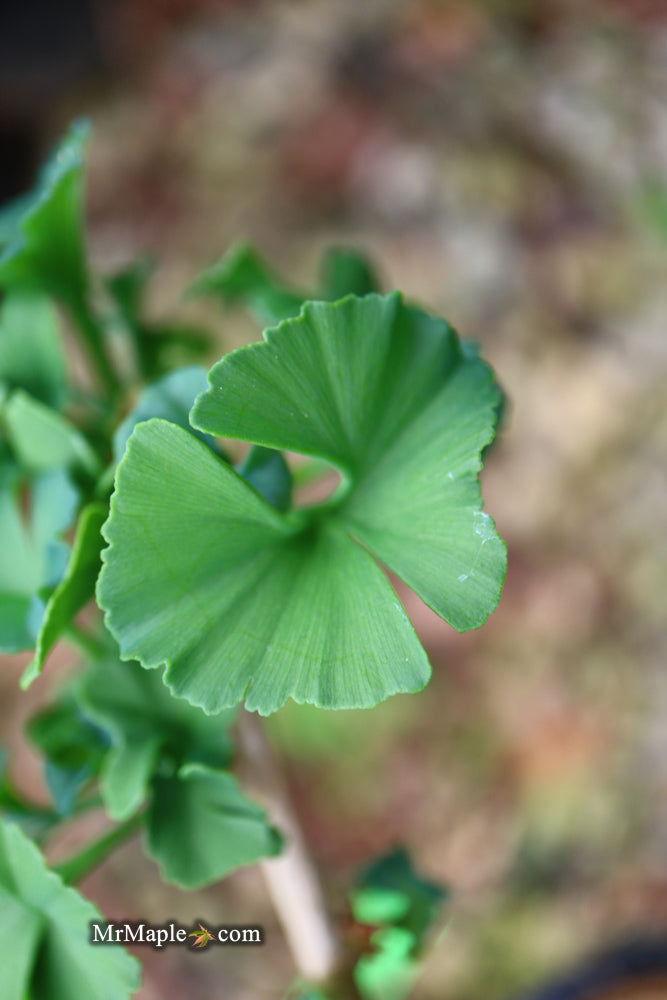 Ginkgo Biloba 'troll' Single Stem - View 8 from www redcrocus com