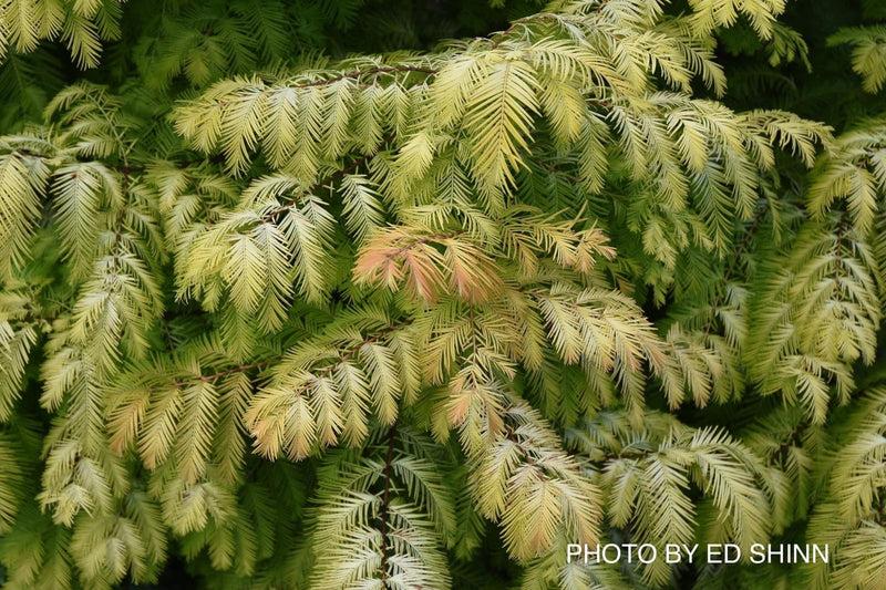 Metasequoia Glyptostroboides 'soul Fire' Single Stem - View 10 from www redcrocus com
