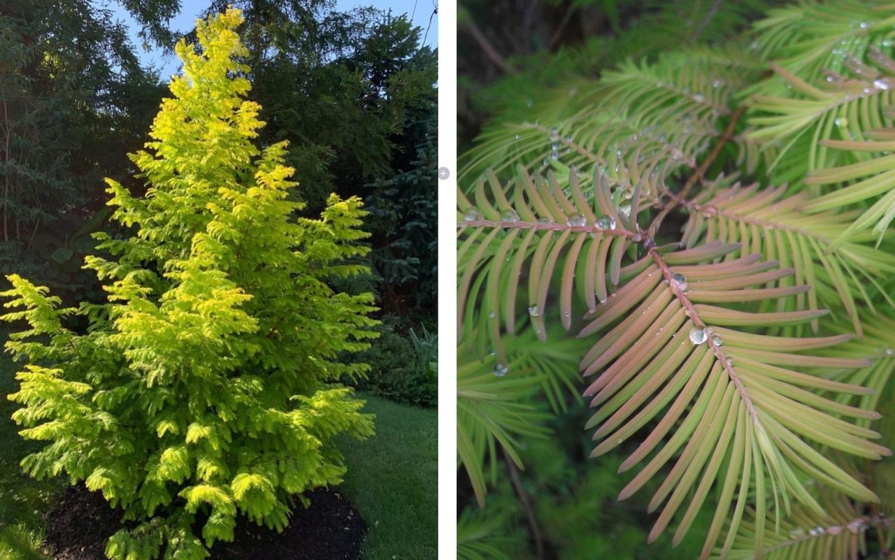 Metasequoia Glyptostroboides 'soul Fire' Single Stem - View 15 from www redcrocus com