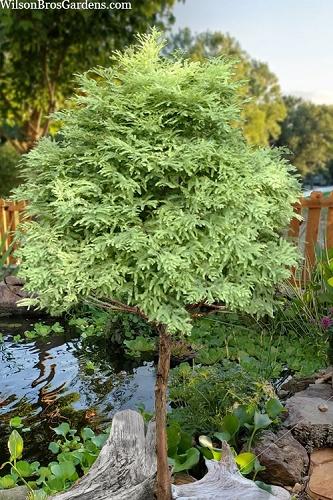 Metasequoia Glyptostroboides 'soul Fire' Single Stem - View 16 from www redcrocus com