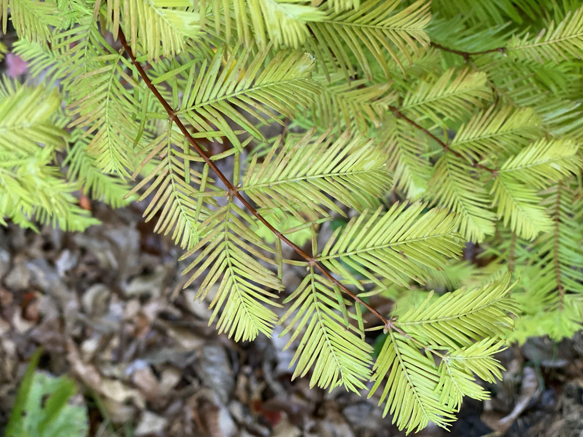 Metasequoia Glyptostroboides 'soul Fire' Single Stem - View 18 from www redcrocus com