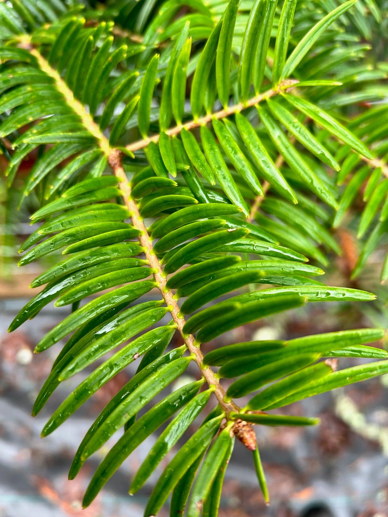 Metasequoia Glyptostroboides 'soul Fire' Single Stem - View 22 from www redcrocus com