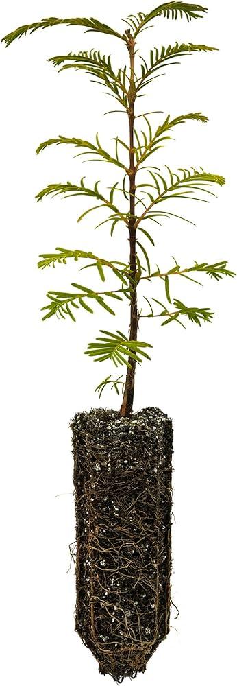 Metasequoia Glyptostroboides 'soul Fire' Single Stem - View 25 from www redcrocus com