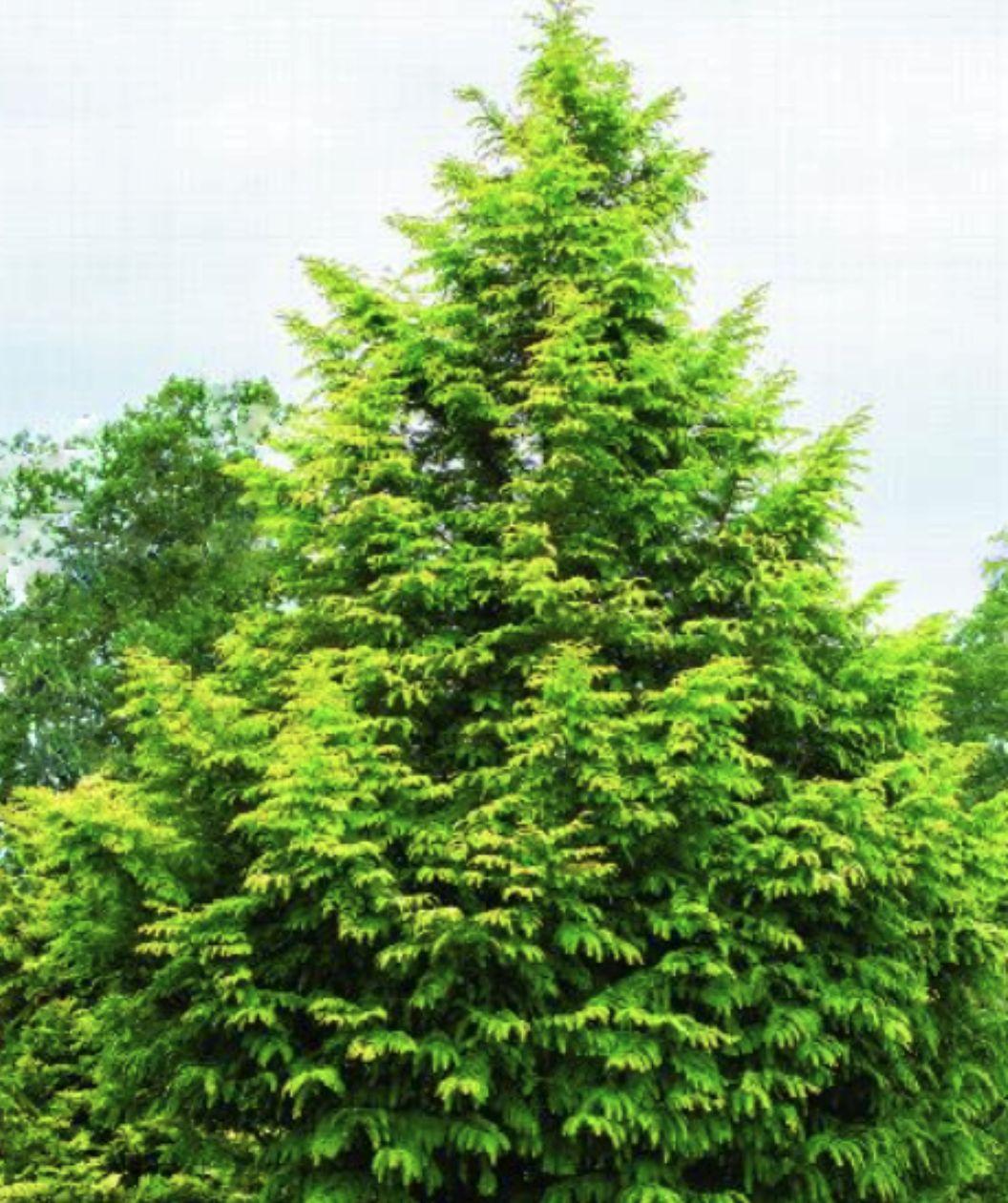 Metasequoia Glyptostroboides 'soul Fire' Single Stem - View 32 from www redcrocus com