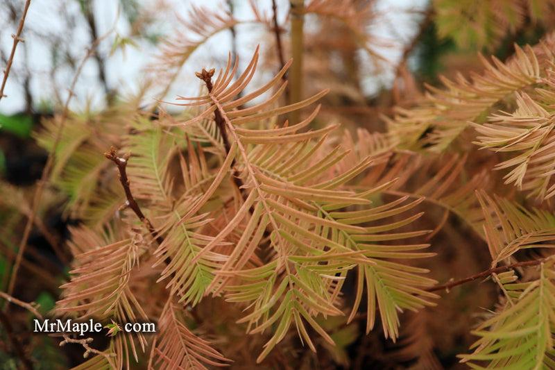 Metasequoia Glyptostroboides 'soul Fire' Single Stem - View 3 from www redcrocus com