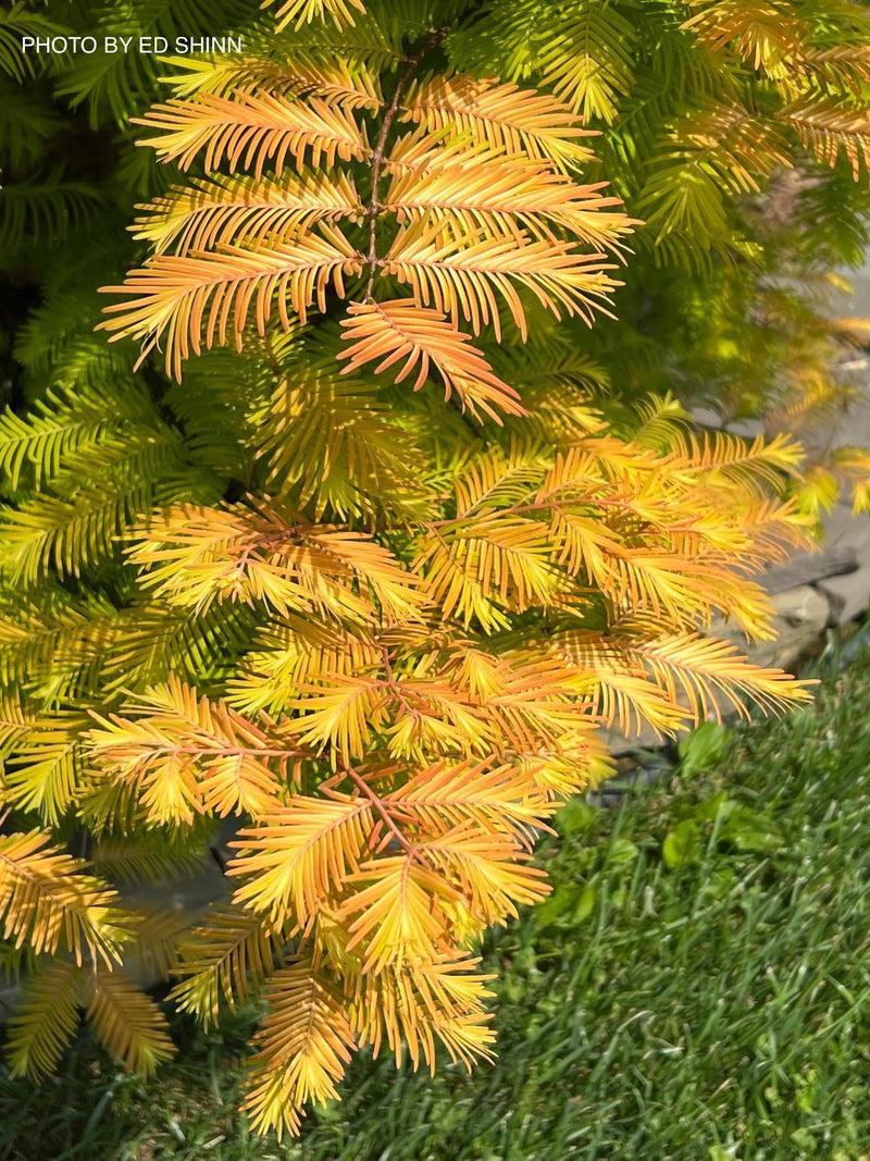 Metasequoia Glyptostroboides 'soul Fire' Single Stem - View 4 from www redcrocus com