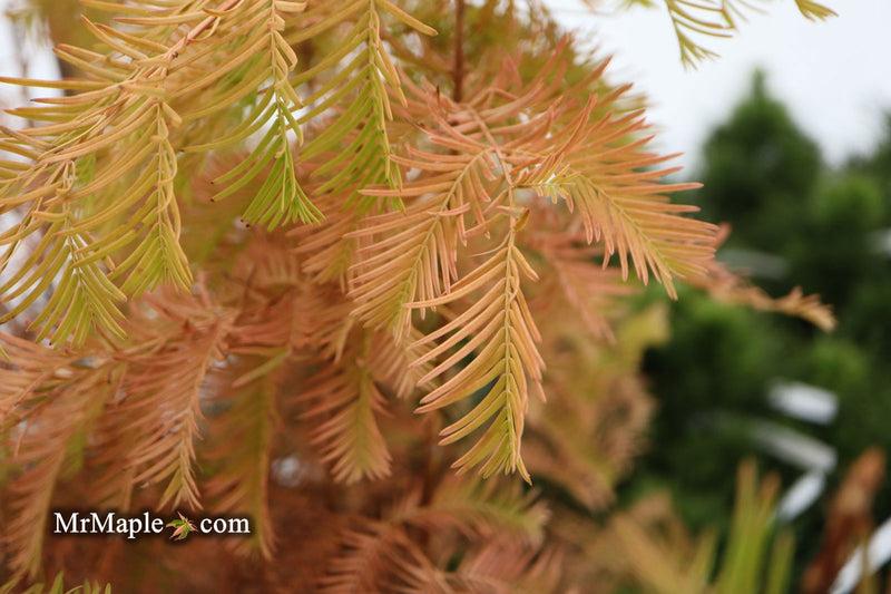 Metasequoia Glyptostroboides 'soul Fire' Single Stem - View 14 from www redcrocus com