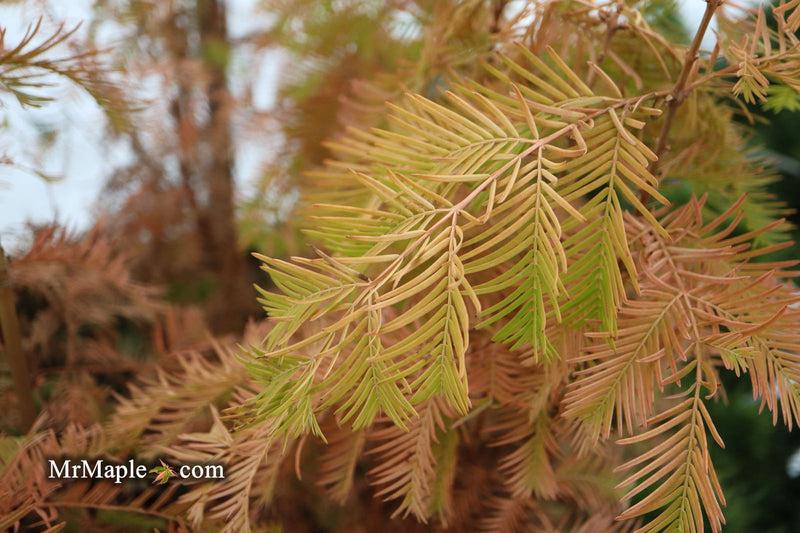 Metasequoia Glyptostroboides 'soul Fire' Single Stem - View 16 from www redcrocus com