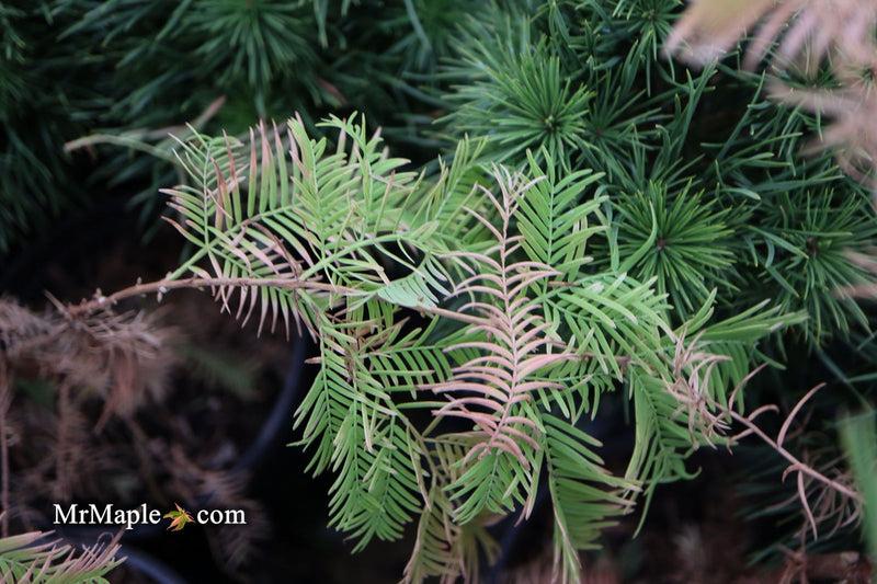 Metasequoia Glyptostroboides 'soul Fire' Single Stem - View 18 from www redcrocus com