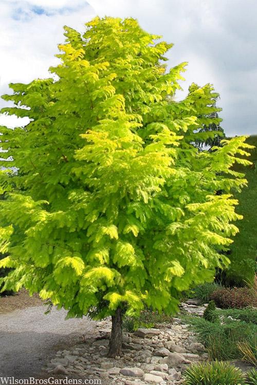 Metasequoia Glyptostroboides 'soul Fire' Single Stem - View 1 from www redcrocus com