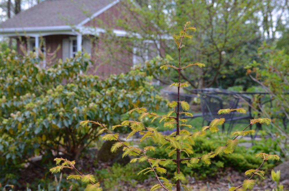 Metasequoia Glyptostroboides 'soul Fire' Single Stem - View 20 from www redcrocus com