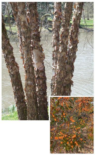 Metasequoia Glyptostroboides 'soul Fire' Single Stem - View 21 from www redcrocus com