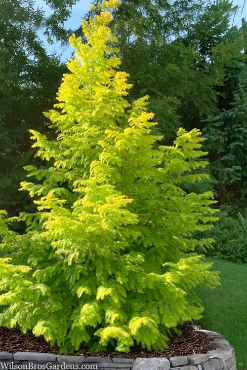 Metasequoia Glyptostroboides 'soul Fire' Single Stem - View 2 from www redcrocus com