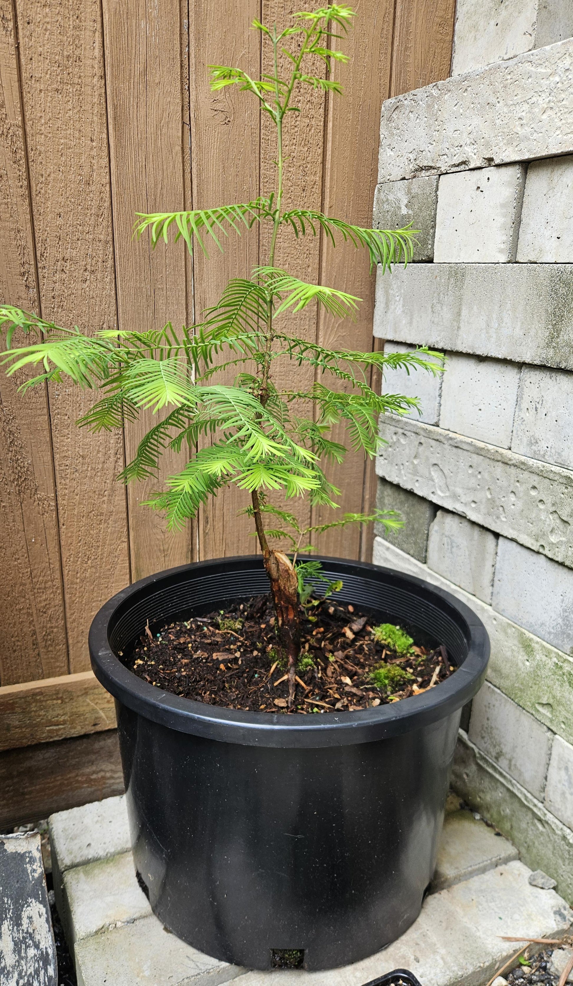 Metasequoia Glyptostroboides 'soul Fire' Single Stem - View 31 from www redcrocus com