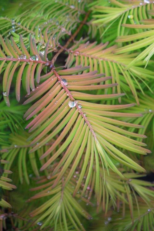 Metasequoia Glyptostroboides 'soul Fire' Single Stem - View 32 from www redcrocus com