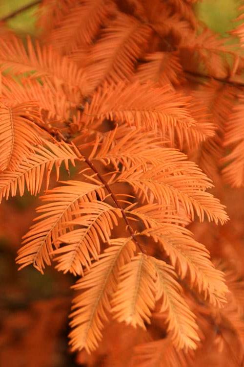 Metasequoia Glyptostroboides 'soul Fire' Single Stem - View 5 from www redcrocus com
