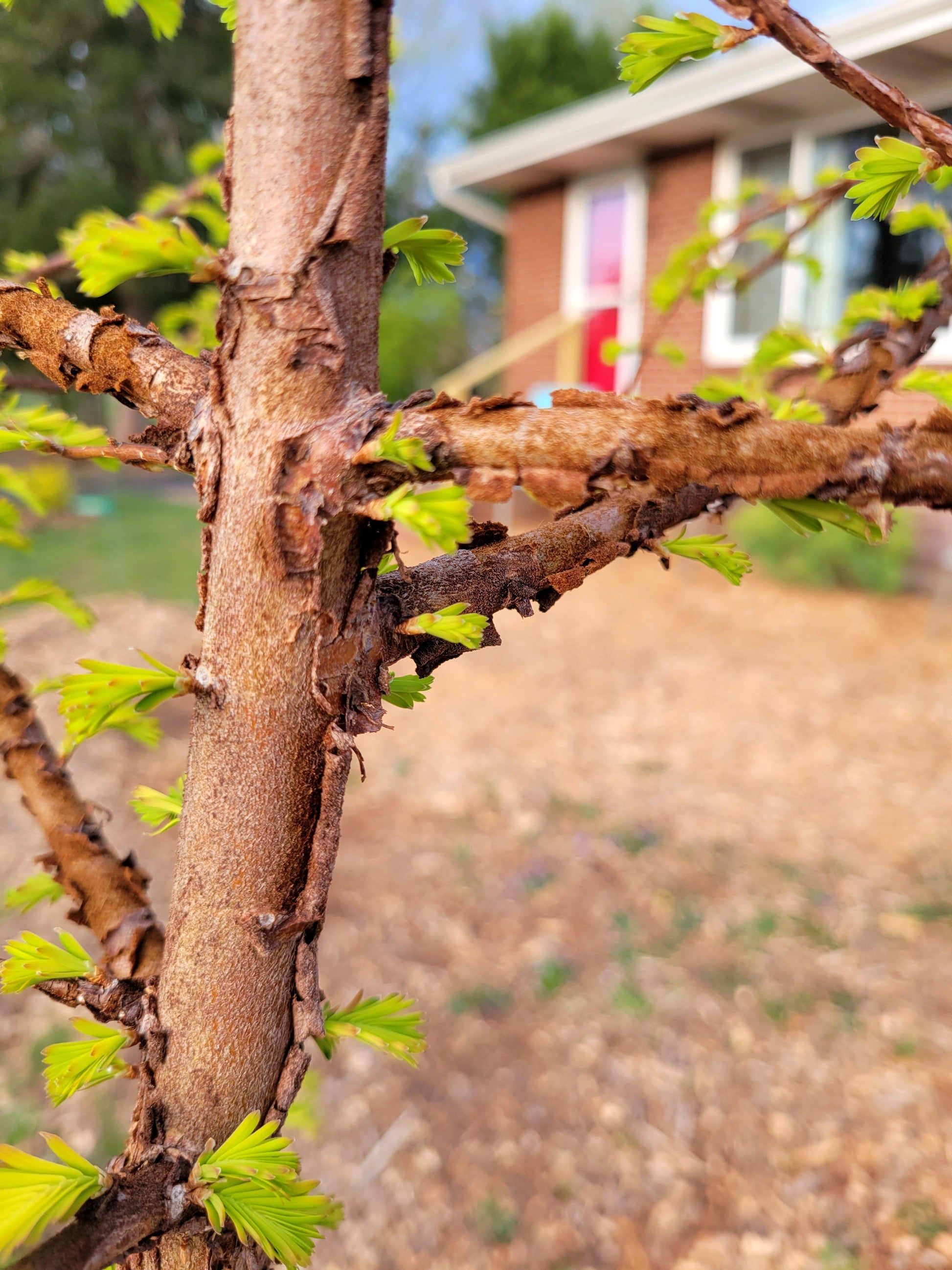 Metasequoia Glyptostroboides 'soul Fire' Single Stem - View 7 from www redcrocus com