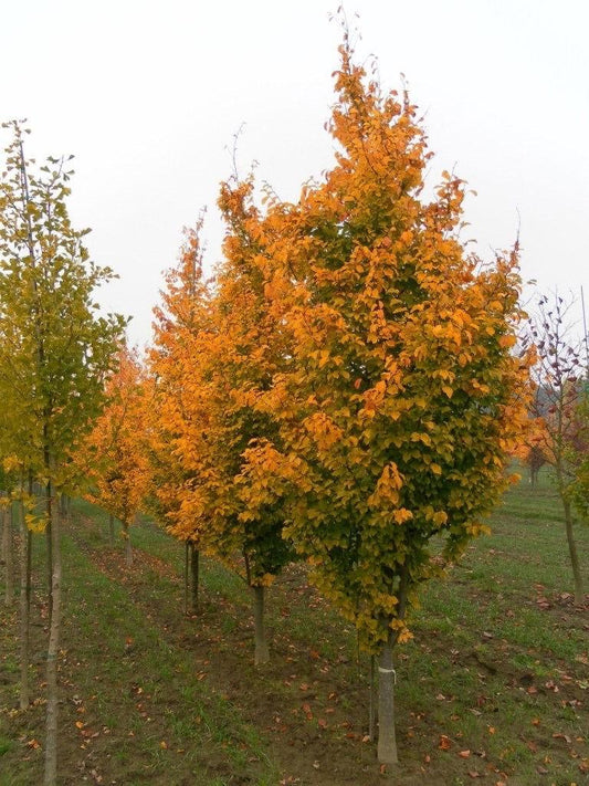 Parrotia Per  'golden Bell Tower' - View 10 from www redcrocus com