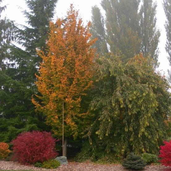 Parrotia Per  'golden Bell Tower' - View 15 from www redcrocus com