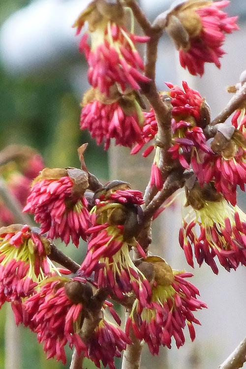 Parrotia Per  'golden Bell Tower' - View 16 from www redcrocus com