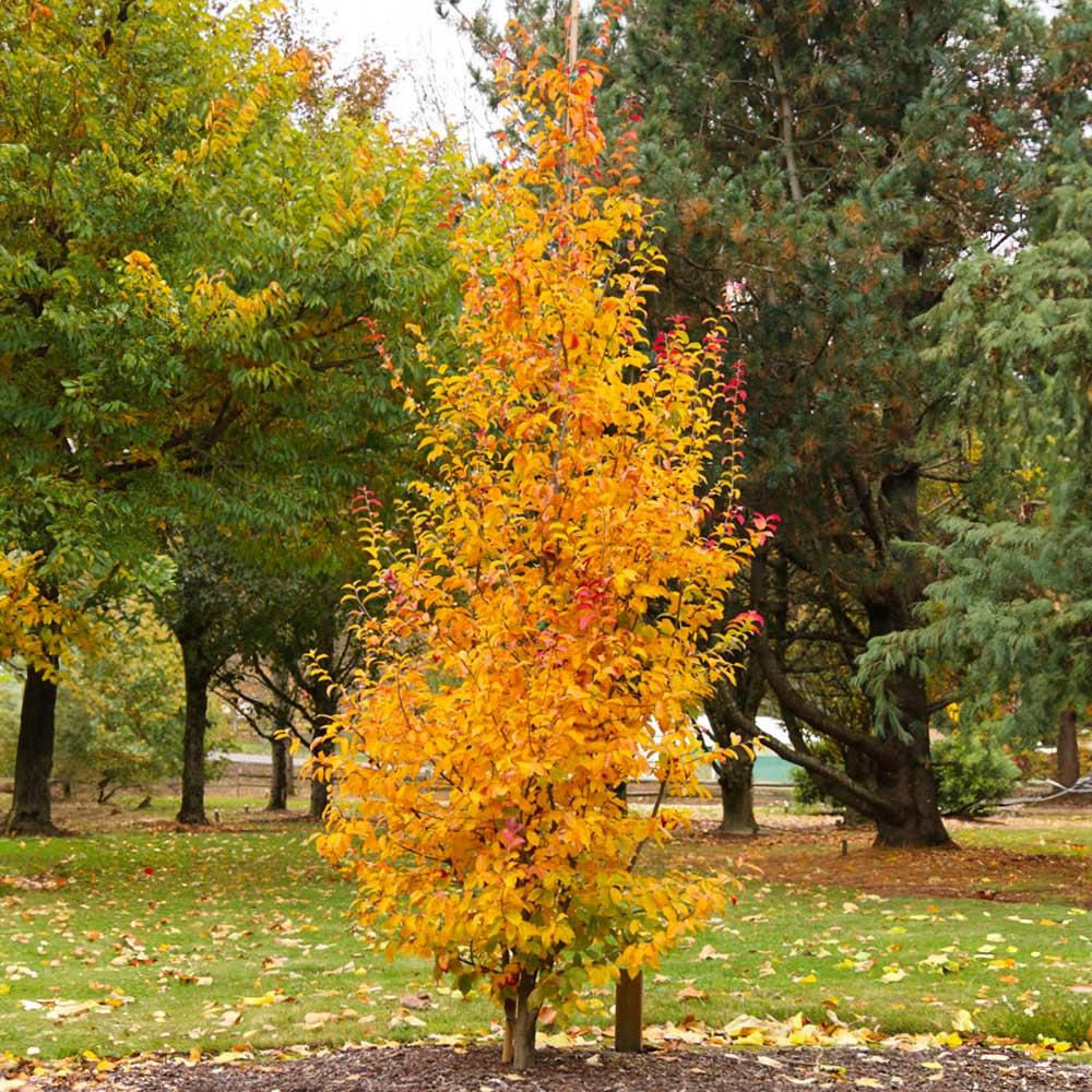 Parrotia Per  'golden Bell Tower' - View 18 from www redcrocus com