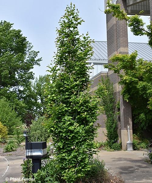 Parrotia Per  'golden Bell Tower' - View 19 from www redcrocus com