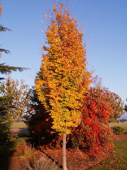 Parrotia Per  'golden Bell Tower' - View 1 from www redcrocus com