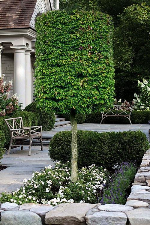 Parrotia Per  'golden Bell Tower' - View 20 from www redcrocus com