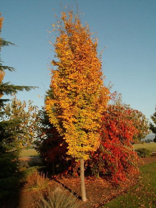 Parrotia Per  'golden Bell Tower' - View 21 from www redcrocus com