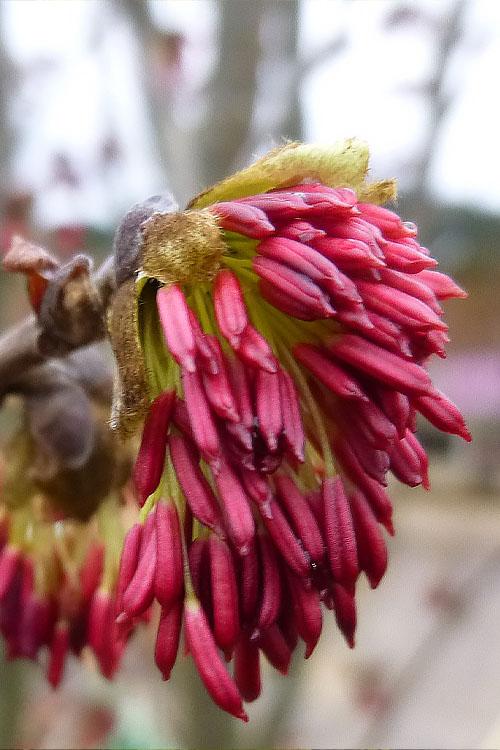 Parrotia Per  'golden Bell Tower' - View 23 from www redcrocus com
