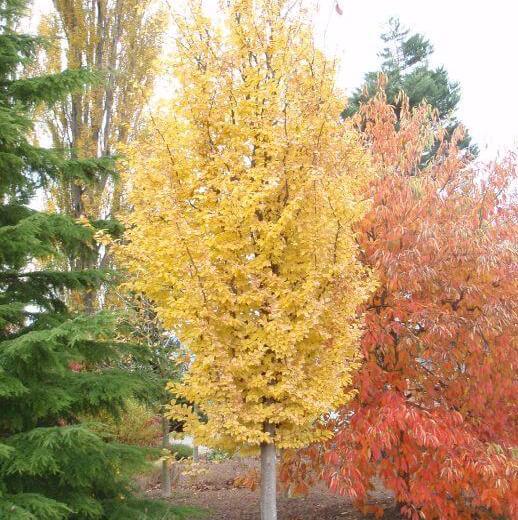 Parrotia Per  'golden Bell Tower' - View 24 from www redcrocus com
