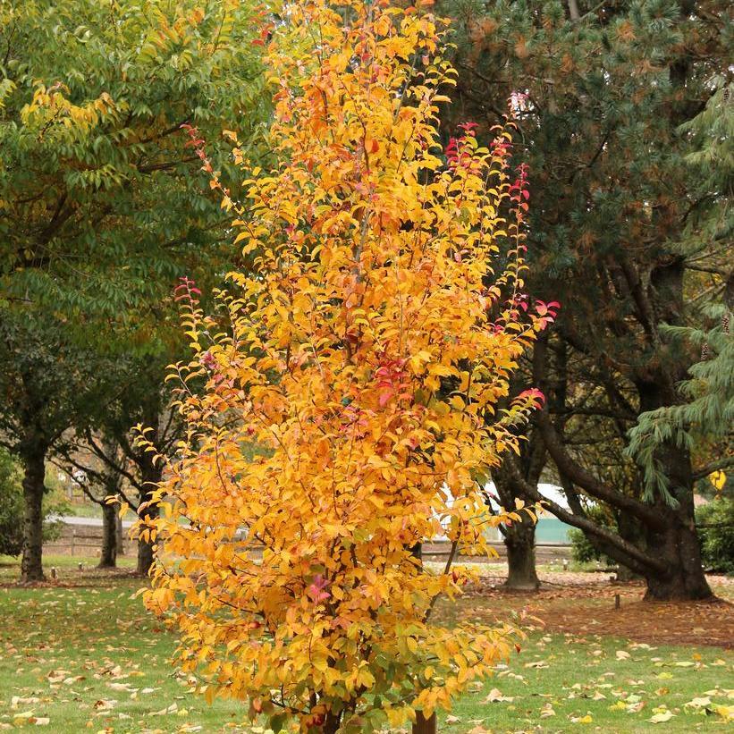 Parrotia Per  'golden Bell Tower' - View 25 from www redcrocus com