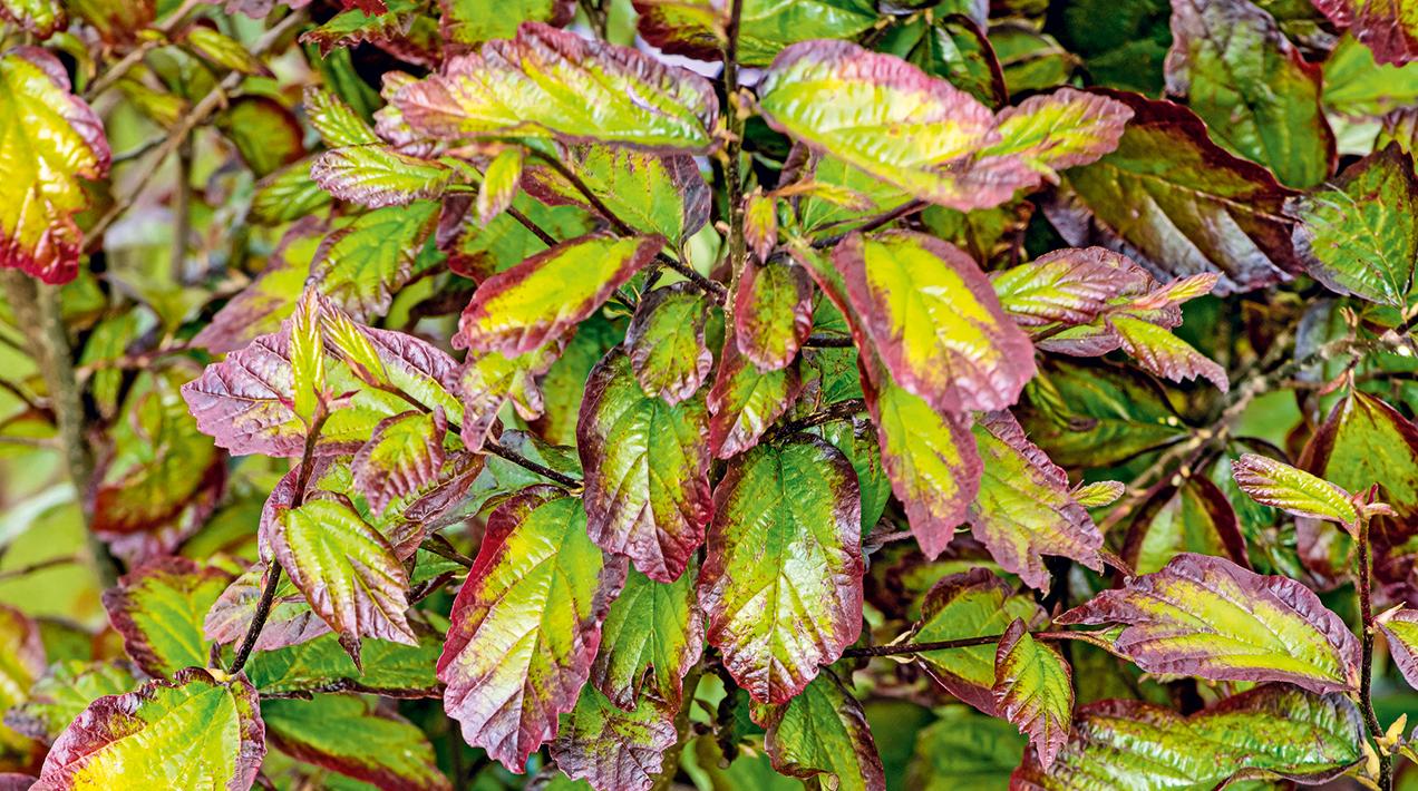 Parrotia Per  'golden Bell Tower' - View 26 from www redcrocus com