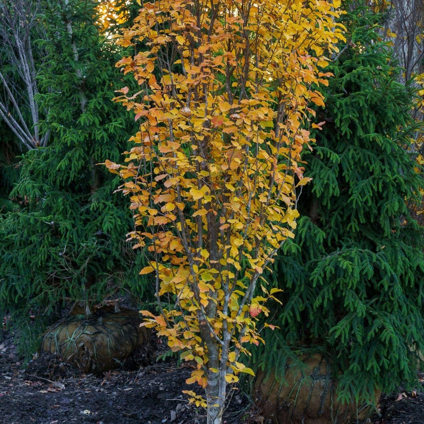 Parrotia Per  'golden Bell Tower' - View 27 from www redcrocus com