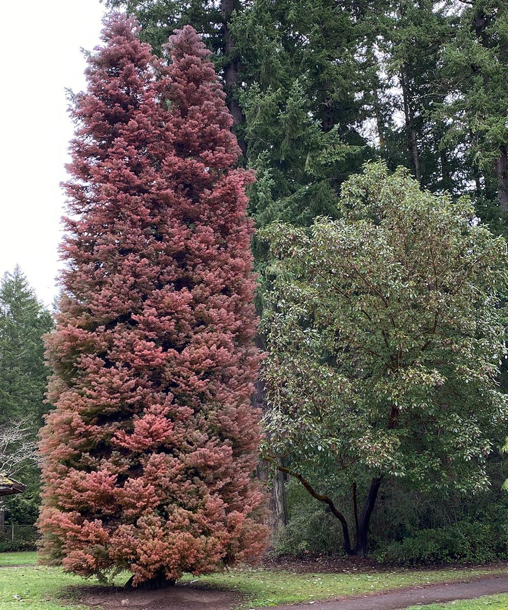 Parrotia Per  'golden Bell Tower' - View 28 from www redcrocus com