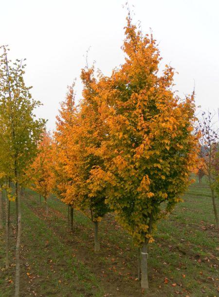 Parrotia Per  'golden Bell Tower' - View 2 from www redcrocus com