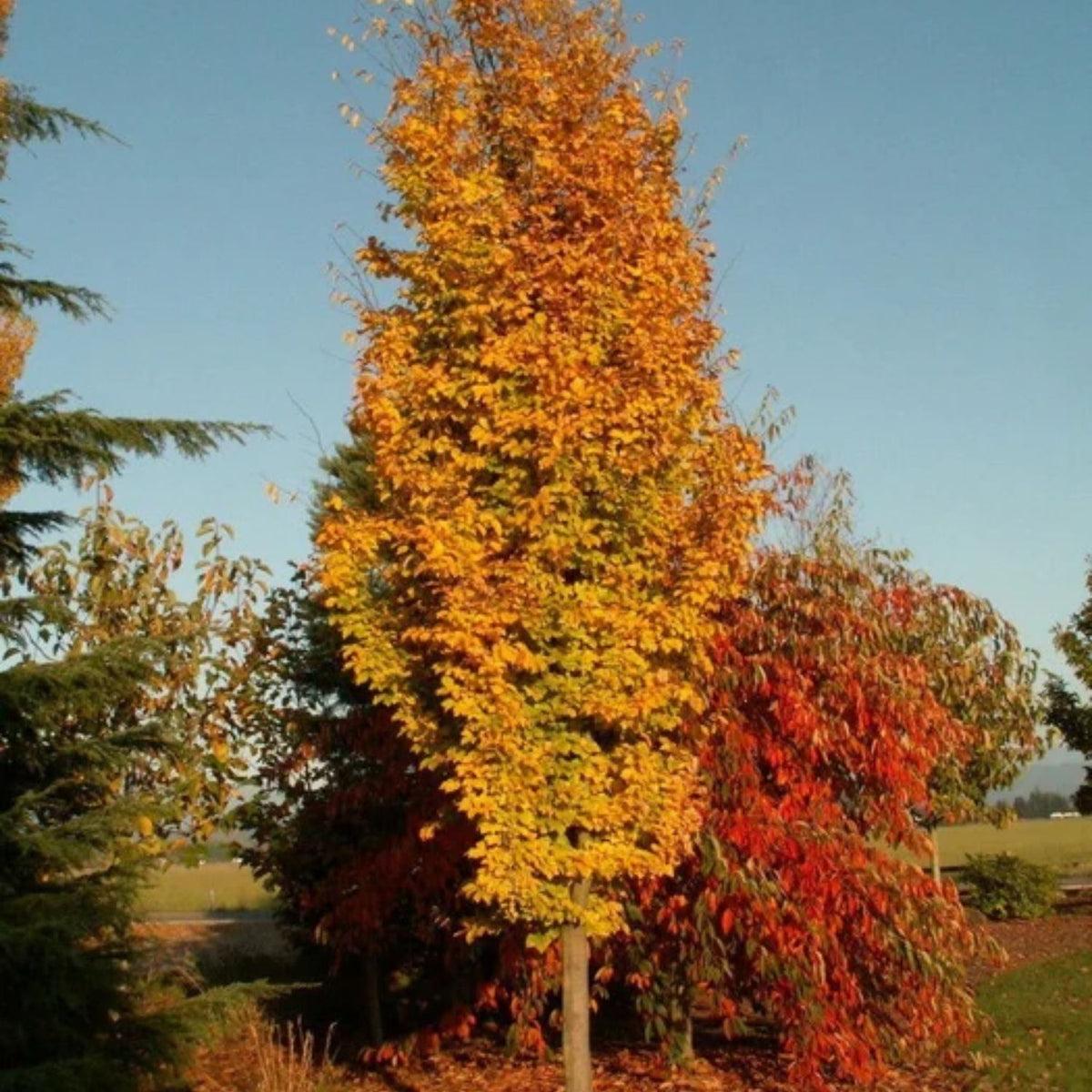 Parrotia Per  'golden Bell Tower' - View 32 from www redcrocus com