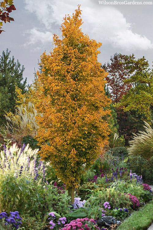 Parrotia Per  'golden Bell Tower' - View 3 from www redcrocus com