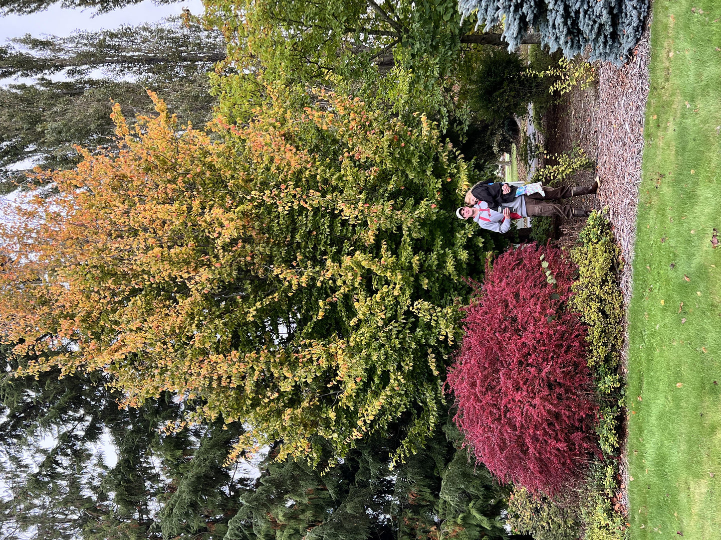 Parrotia Per  'golden Bell Tower' - View 5 from www redcrocus com