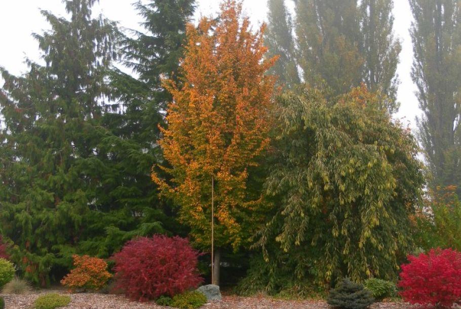 Parrotia Per  'golden Bell Tower' - View 6 from www redcrocus com