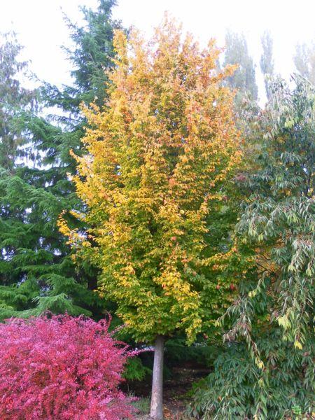 Parrotia Per  'golden Bell Tower' - View 9 from www redcrocus com